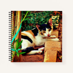 Cuaderno Gato agradable