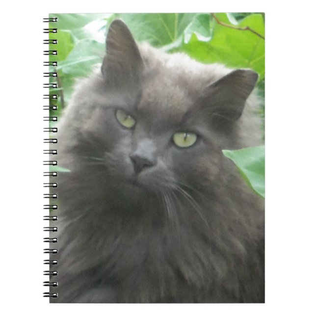 Cuaderno Gato azul ruso gris y largo (Frente)