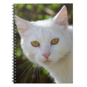 Cuaderno Gato blanco con ojos amarillos