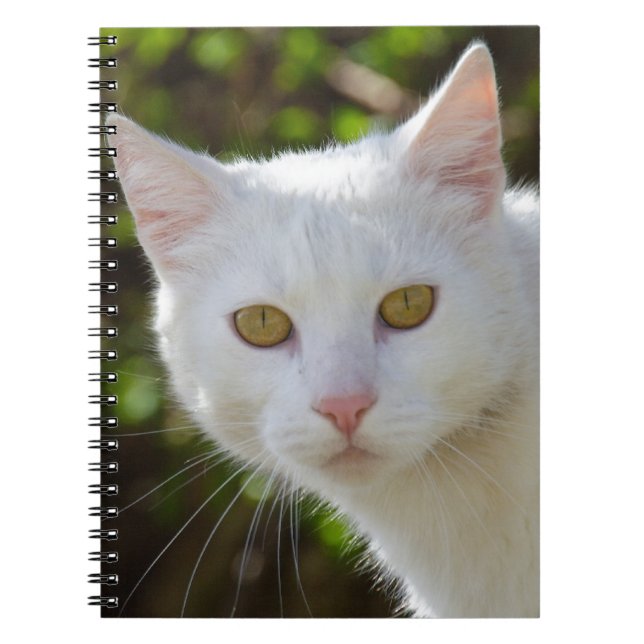 Cuaderno Gato blanco con ojos amarillos (Frente)
