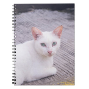 Cuaderno Gato Blanco Hermoso