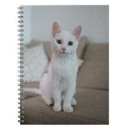 Cuaderno Gato blanco | Zazzle_Growshop.