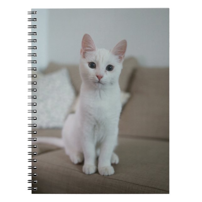 Cuaderno Gato blanco | Zazzle_Growshop. (Frente)