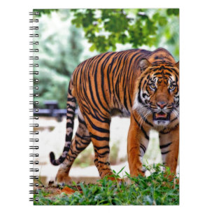 Cuaderno gato con estampado de tigre personalizado Aniversa