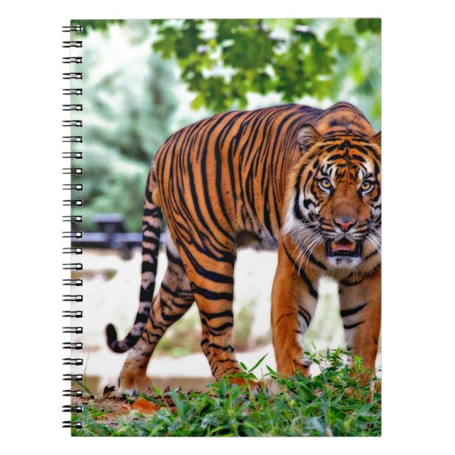 Cuaderno gato con estampado de tigre personalizado Aniversa (Frente)