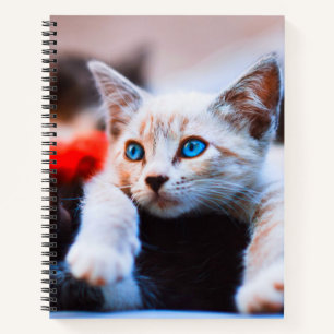 Cuaderno Gato curado gatito de ojos azules y adorables