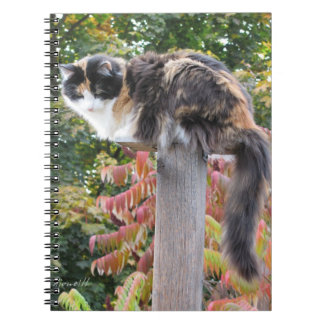 Cuaderno Gato de calicó de la cola larga