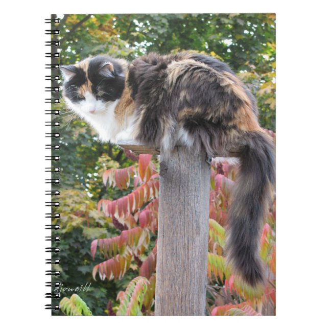 Cuaderno Gato de calicó de la cola larga (Frente)