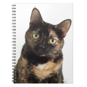 Cuaderno Gato de la concha