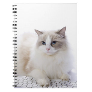 Cuaderno Gato de Ragdoll en el teclado de ordenador
