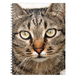 Cuaderno Gato de Tabby
