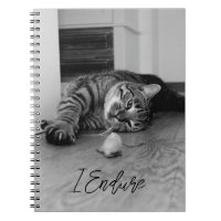 Gato de Tabby aburrido que se esconde a un lado mi