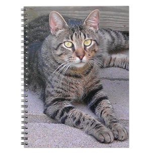 Cuaderno Gato de Tabby de Brown al aire libre