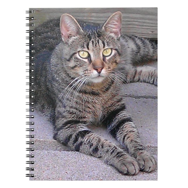 Cuaderno Gato de Tabby Marrón al aire libre (Frente)