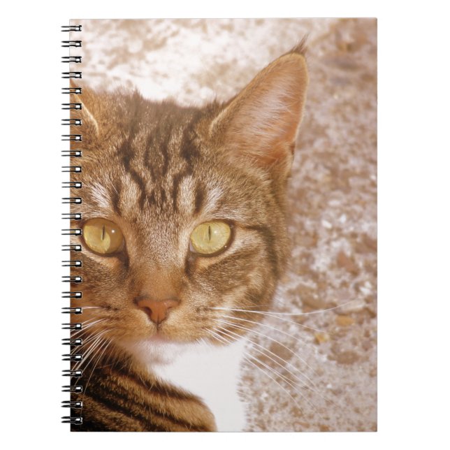 Cuaderno Gato de tabla (Frente)