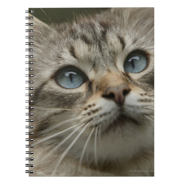 Cuaderno Gato doméstico (Frente)