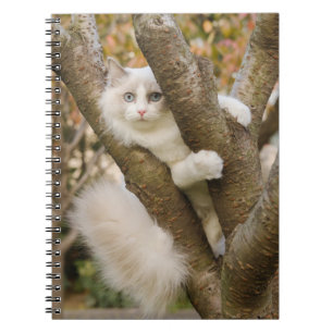 Cuaderno Gato esponjoso con ojos azules en un árbol