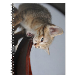 Cuaderno gato, gatito, animal