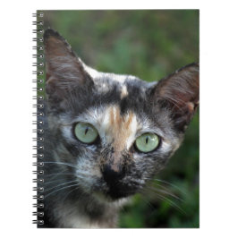 Cuaderno Gato Gris Marrón Blanco con Ojos Verdes