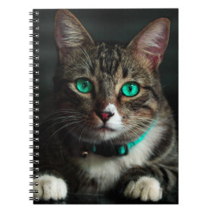 Cuaderno Gato gris y blanco con ojos azules y cuello coinci