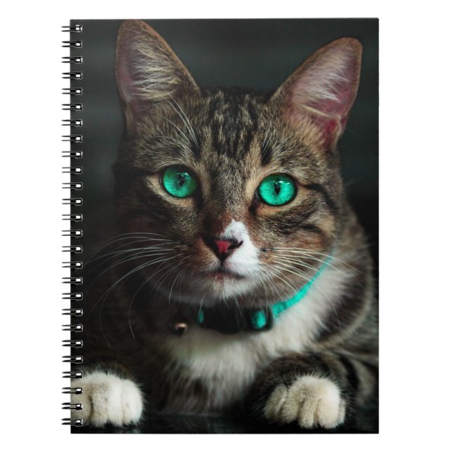 Cuaderno Gato gris y blanco con ojos azules y cuello coinci (Frente)