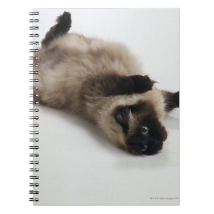 Cuaderno Gato Himalayan que miente en el suyo detrás