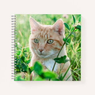 Cuaderno Gato jengibre con ojos verdes en la hierba