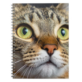 Cuaderno Gato lindo
