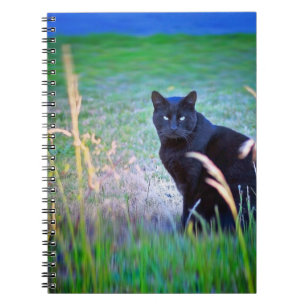 Cuaderno Gato negro