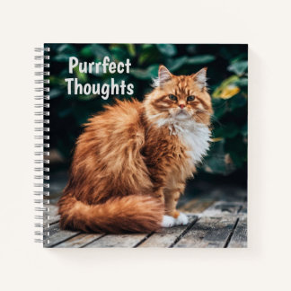 Cuaderno Gato persa naranja