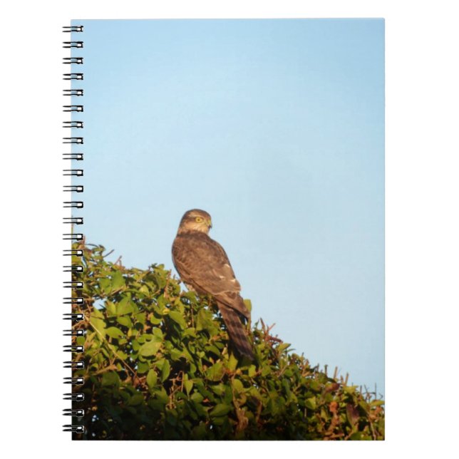 Cuaderno Gavilán (Frente)