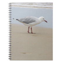 Gaviota junto al mar