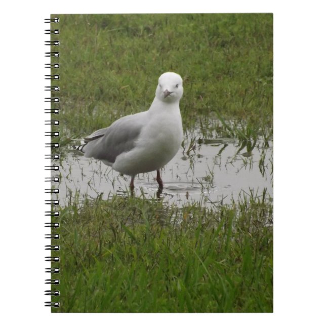 Cuaderno Gaviota parada en un charco (Frente)