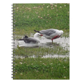 Cuaderno Gaviotas en un charco