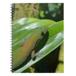 Cuaderno Gecko