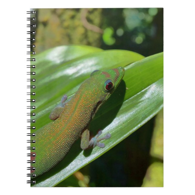Cuaderno Gecko (Frente)