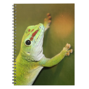Cuaderno Gecko