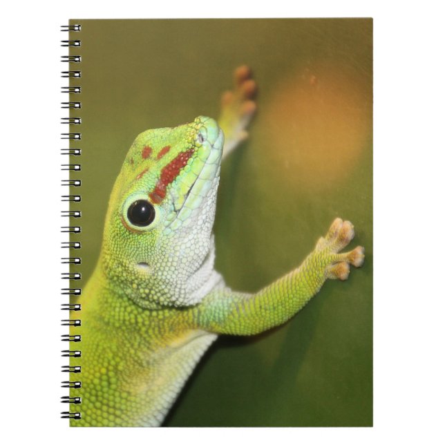 Cuaderno Gecko (Frente)
