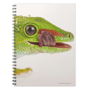 Cuaderno Gecko del día de Madagascar (madagascariensis de