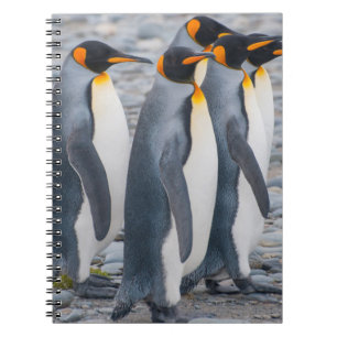 Cuaderno Georgia del Sur. Pingüinos de rey