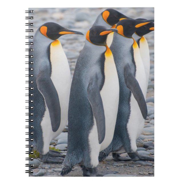 Cuaderno Georgia del Sur. Pingüinos de rey (Frente)