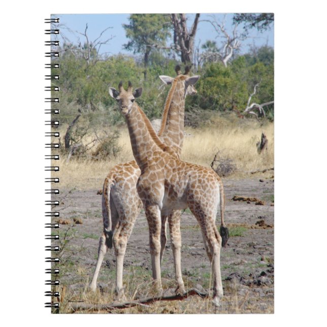 Cuaderno Giraffe Babies cuaderno/diario en espiral (Frente)