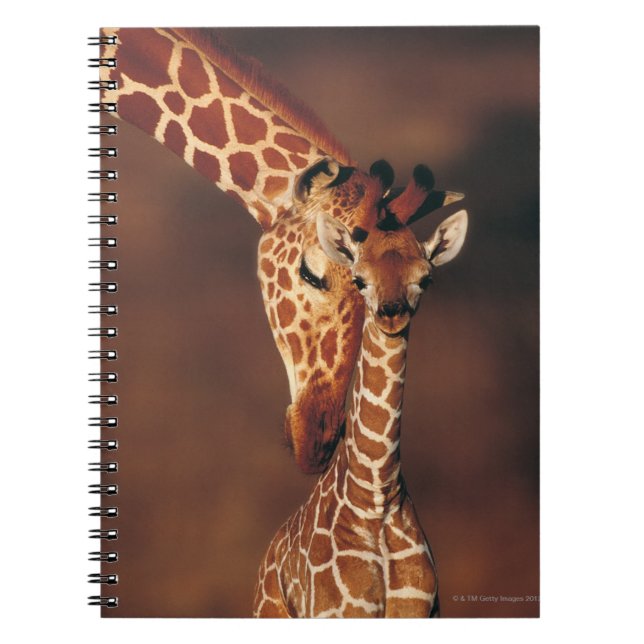 Cuaderno Giraffe de adultos con ternera (Giraffa camelopard (Frente)
