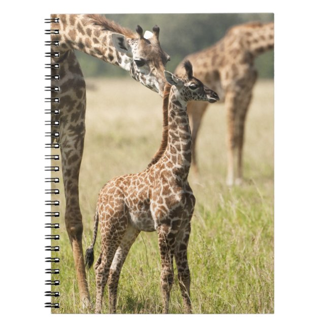 Cuaderno Giraffias masai, camelopardalis Giraffa 2 (Frente)