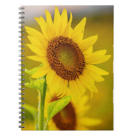 Cuaderno Girasol