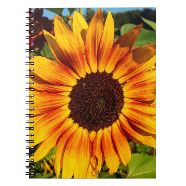 Cuaderno Girasol (Frente)