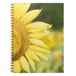 Cuaderno Girasol