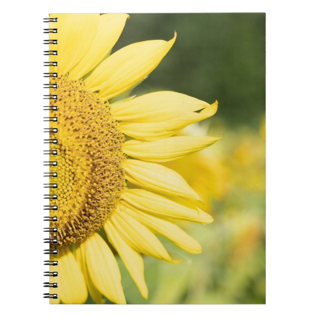 Cuaderno Girasol (Frente)