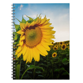 Cuaderno Girasol