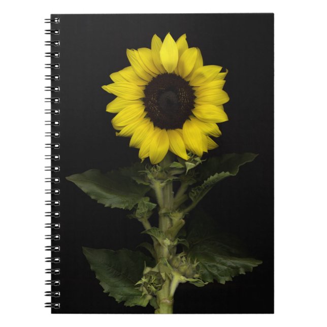Cuaderno Girasol 11 (Frente)